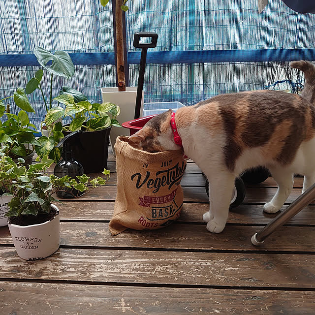 fukuさんの実例写真