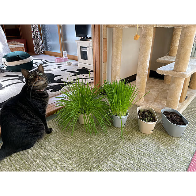 momocchiさんの実例写真