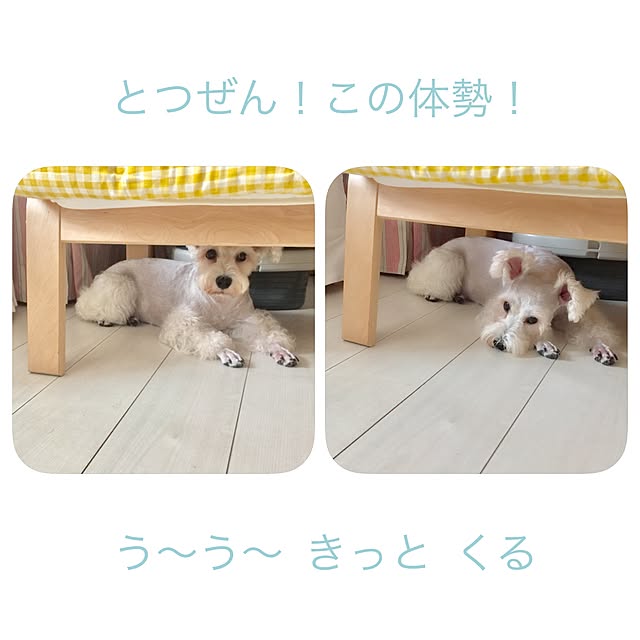 suzyさんの実例写真