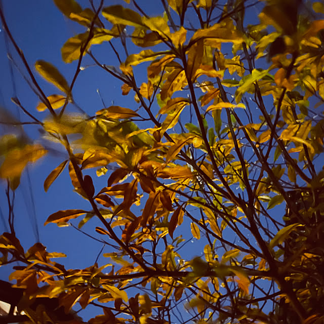 chacoさんの部屋