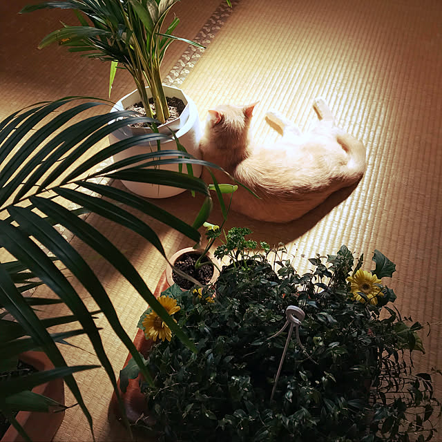 mikan161さんの実例写真