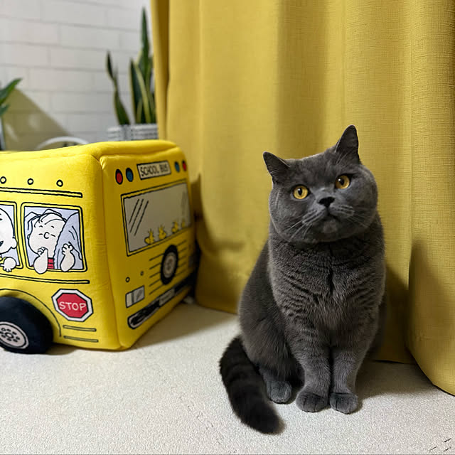 kittyさんの実例写真