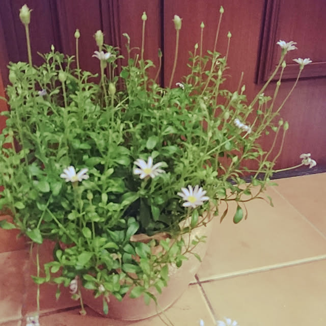 玄関/入り口/お花のある暮らしのインテリア実例 - 2019-03-01 18:43:17