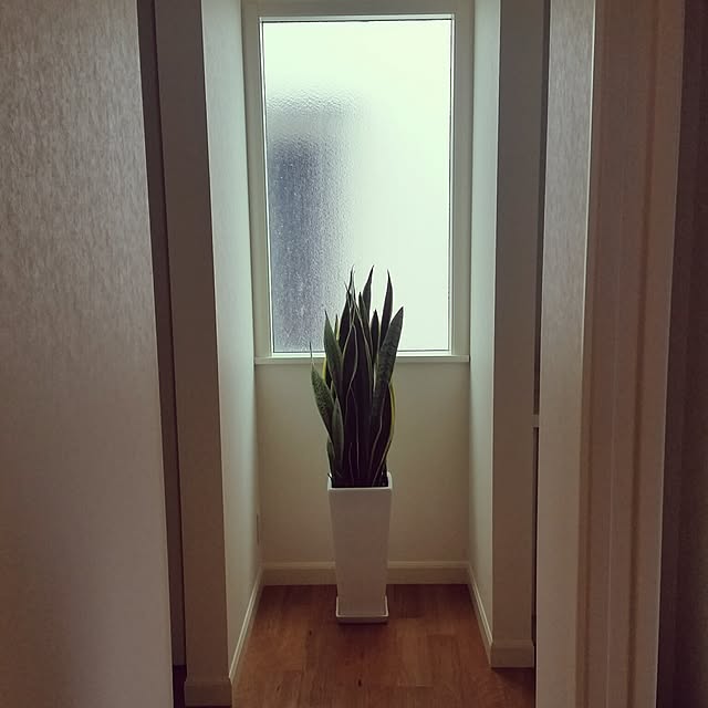 SAKIさんの実例写真