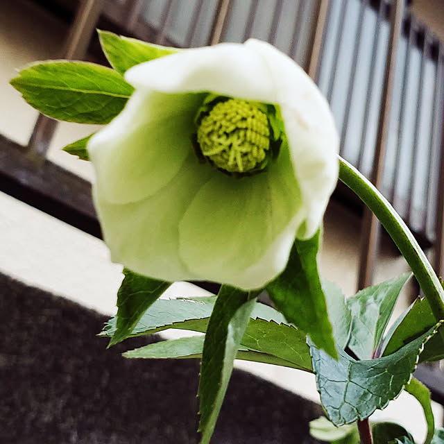totoroさんの実例写真