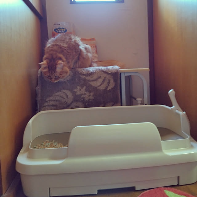 shirabenさんの実例写真