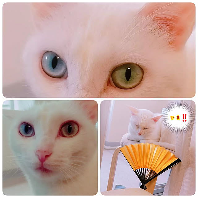 HOTARU.catさんの実例写真