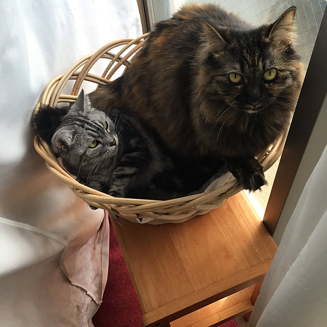 mikomaruさんの実例写真
