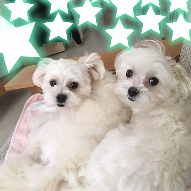 maru-cheeさんの実例写真