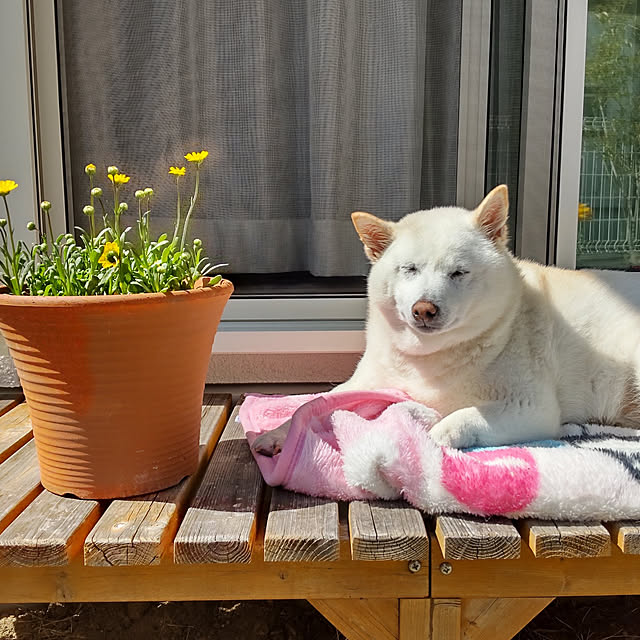 yukinkoさんの実例写真
