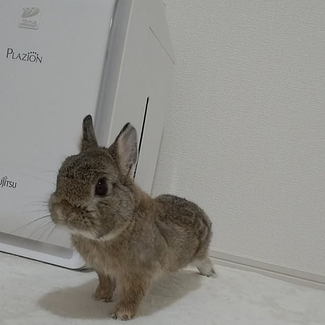 muumuuさんの実例写真