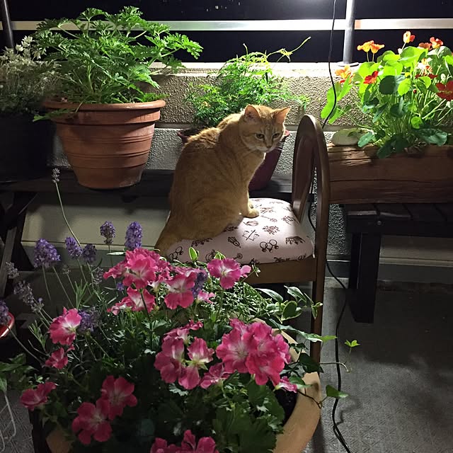 lapoさんの実例写真