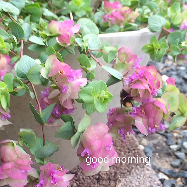 makoronさんの実例写真