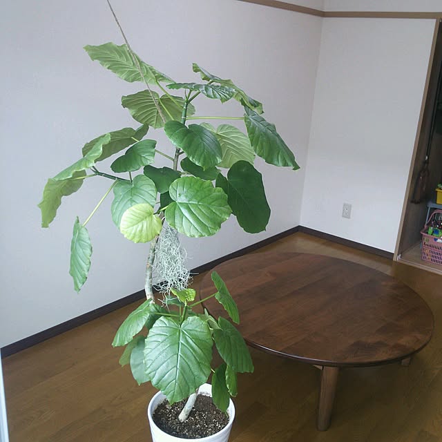 minnさんの実例写真