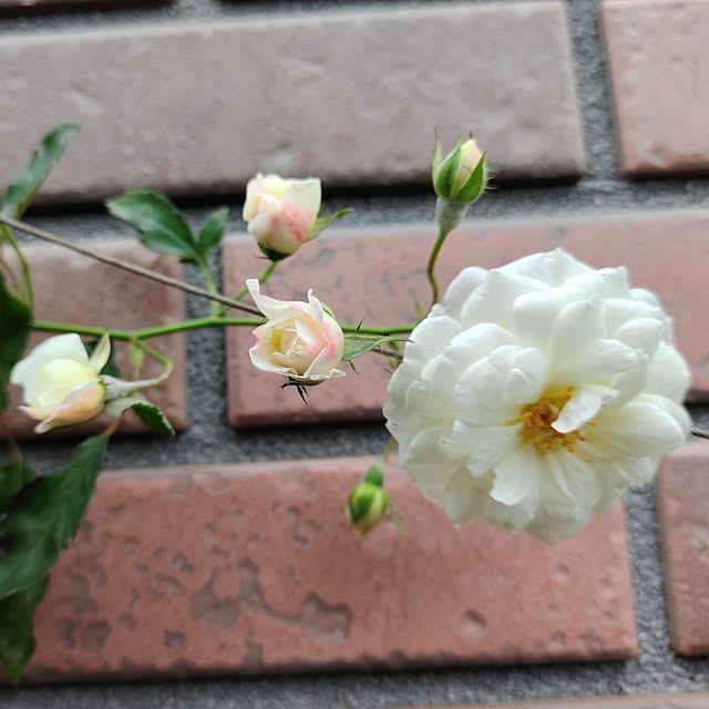 kiraさんの部屋