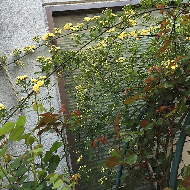 greenroseさんの実例写真
