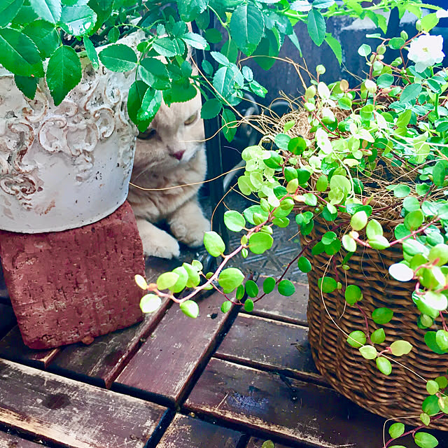 naokoさんの部屋