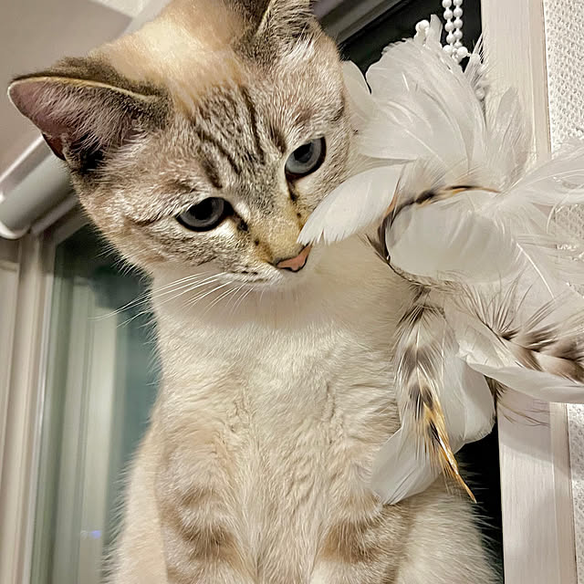 amさんの実例写真