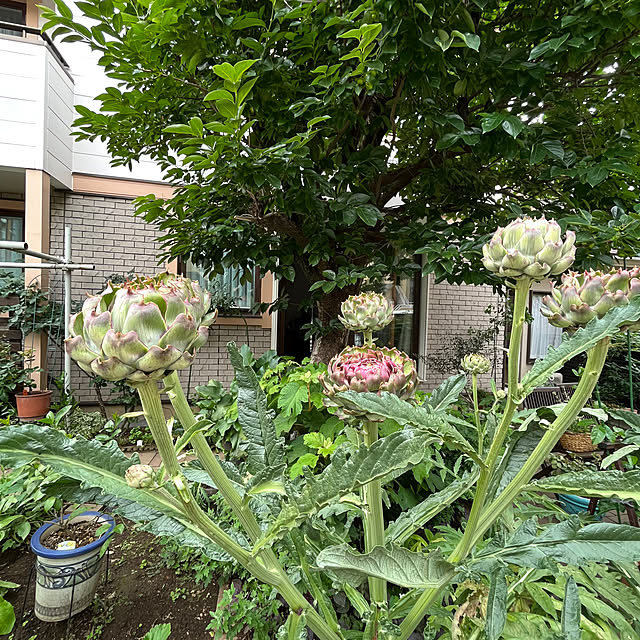 botanさんの部屋