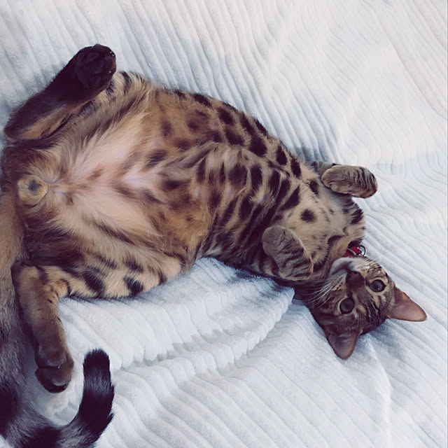 iranさんの実例写真
