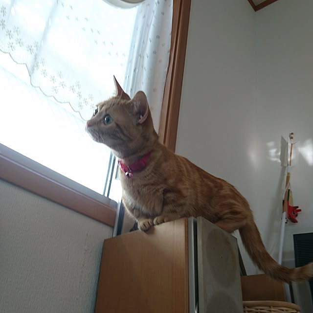 shinobuさんの実例写真