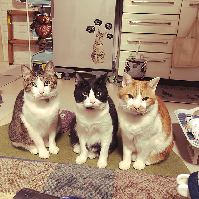 mikenekoさんの実例写真