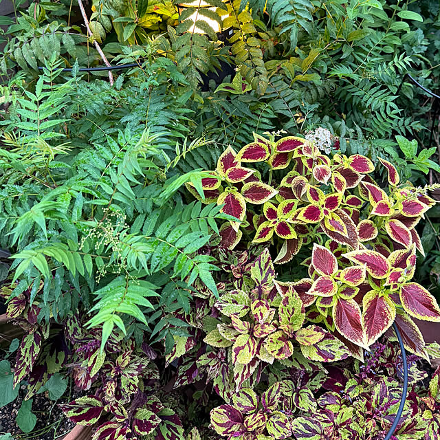 mamizaさんの部屋