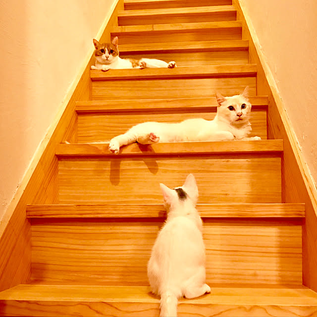 sakurasakuさんの実例写真