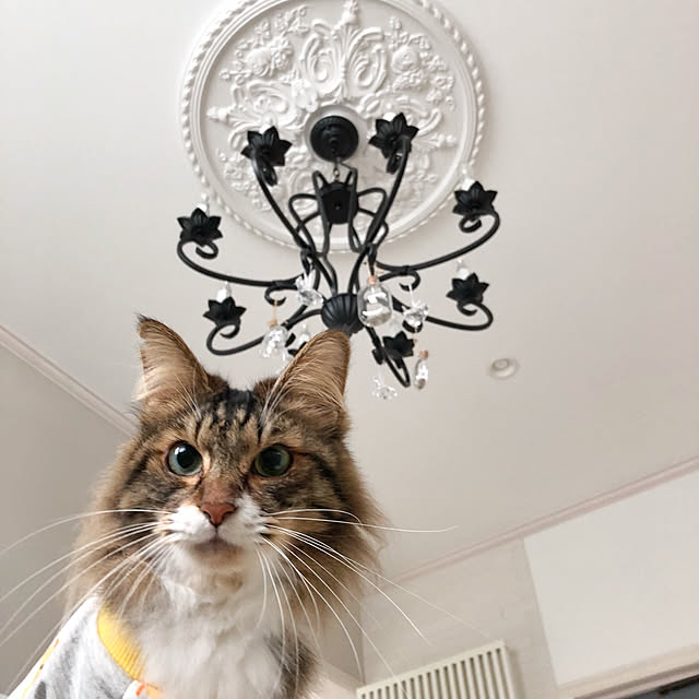 yuchiさんの実例写真