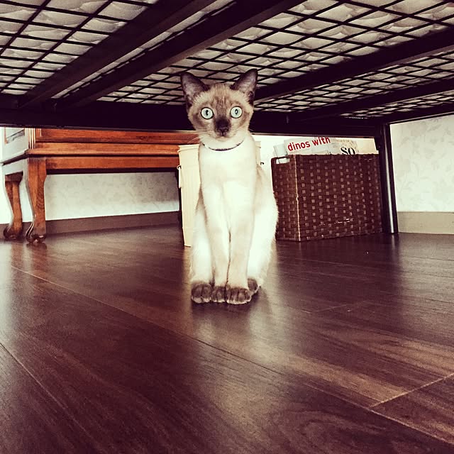 kayakoさんの実例写真