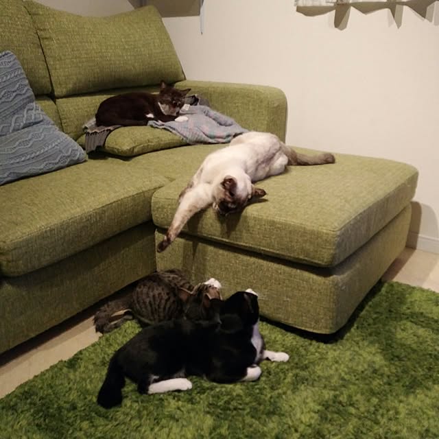 Gomaさんの実例写真