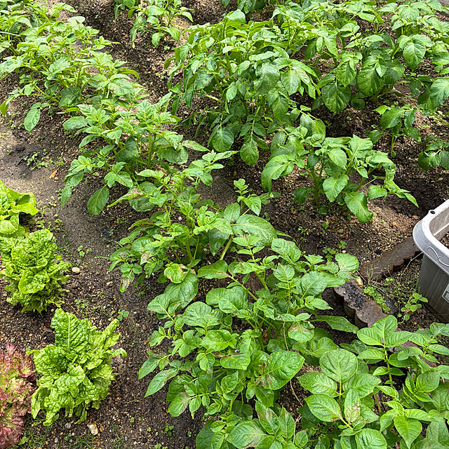 applepieさんの部屋