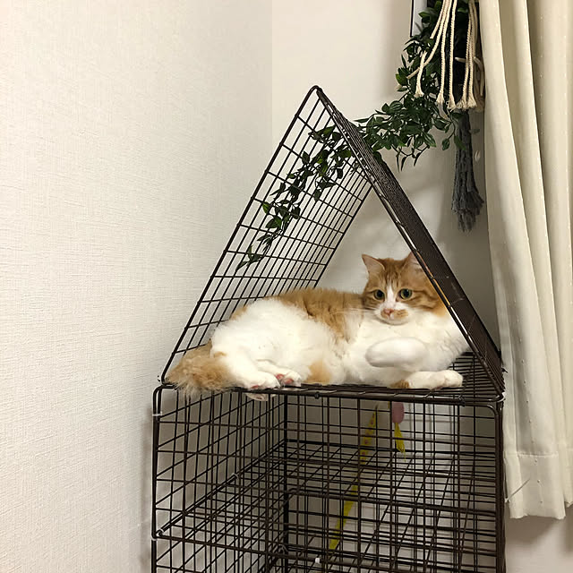 Asukaさんの実例写真