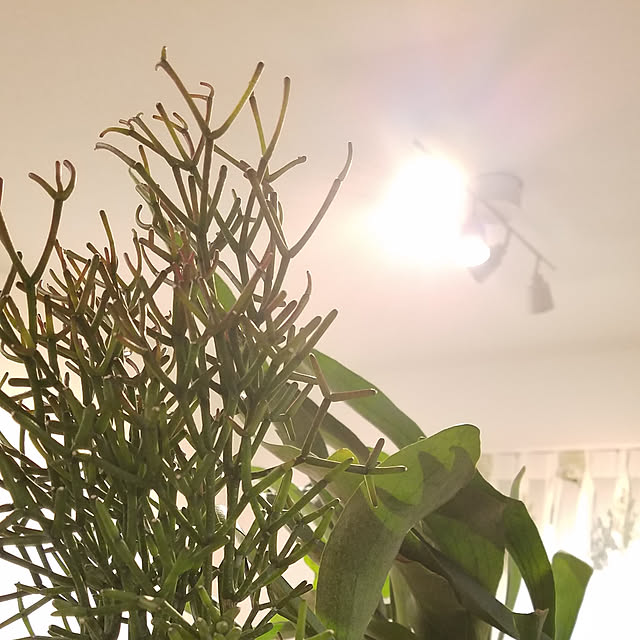 kabu0423さんの実例写真