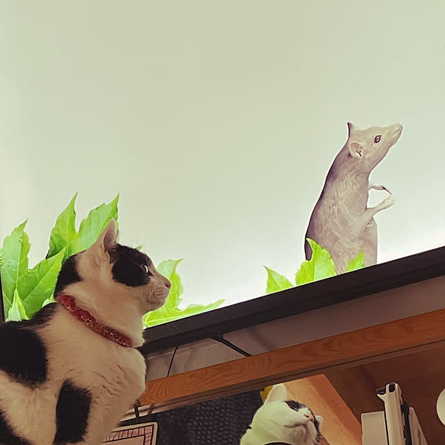 nekosamaさんの実例写真
