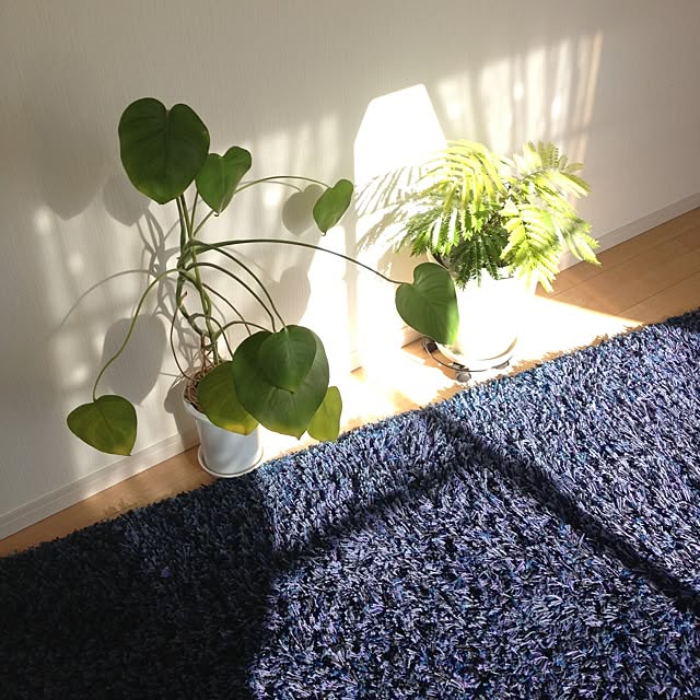 dicekbeetleさんの実例写真