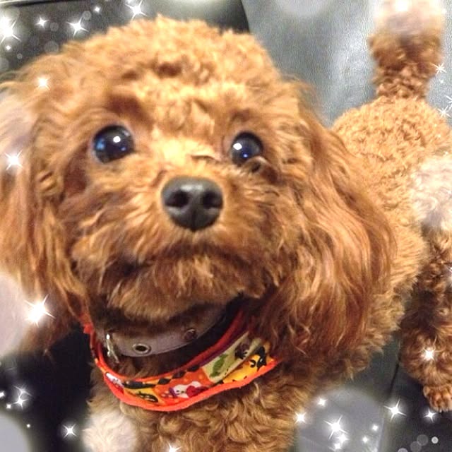 cocoさんの実例写真