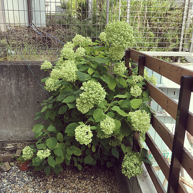 Misuzuさんの実例写真