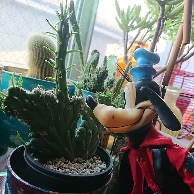denkoさんの実例写真