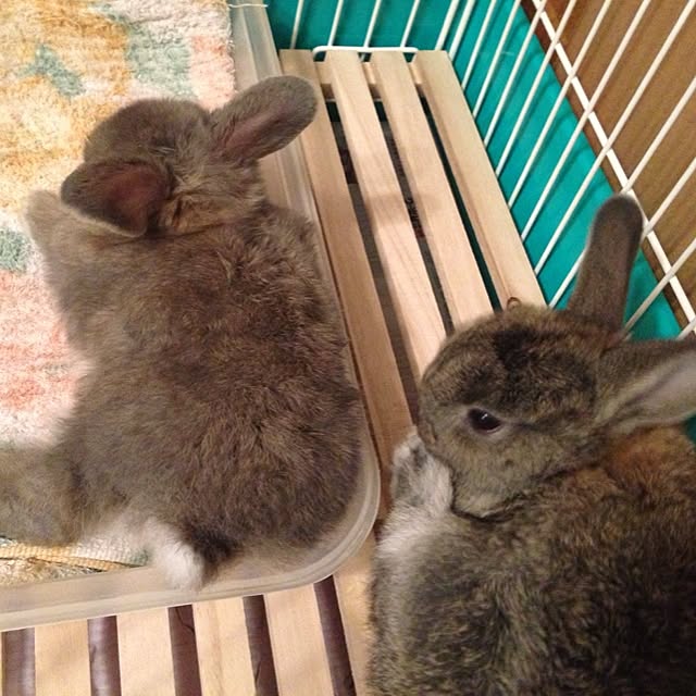 fuuさんの実例写真