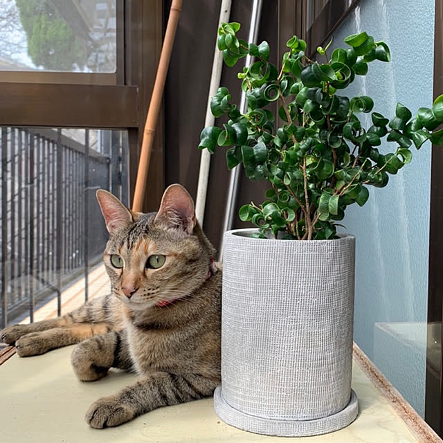 mohhaさんの実例写真