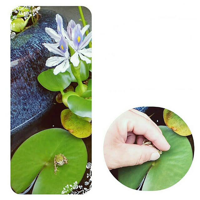 littlemomさんの実例写真