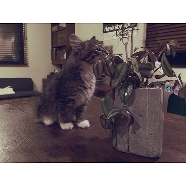 jnkaiさんの実例写真