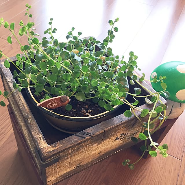 arinkoさんの実例写真