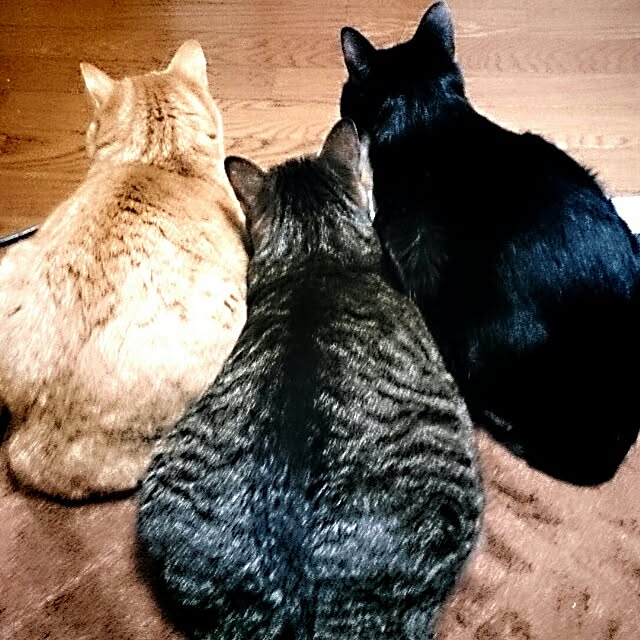 iti11307さんの実例写真