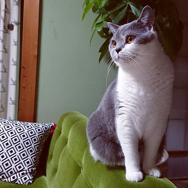 rhuさんの実例写真