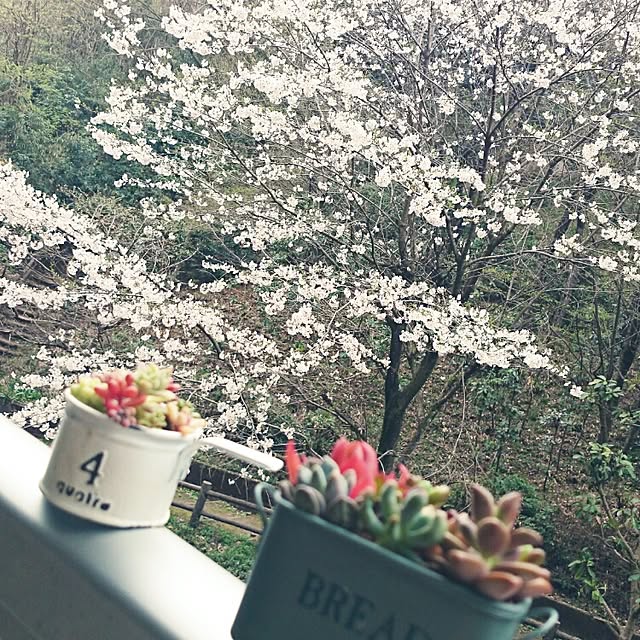 rookier05さんの実例写真