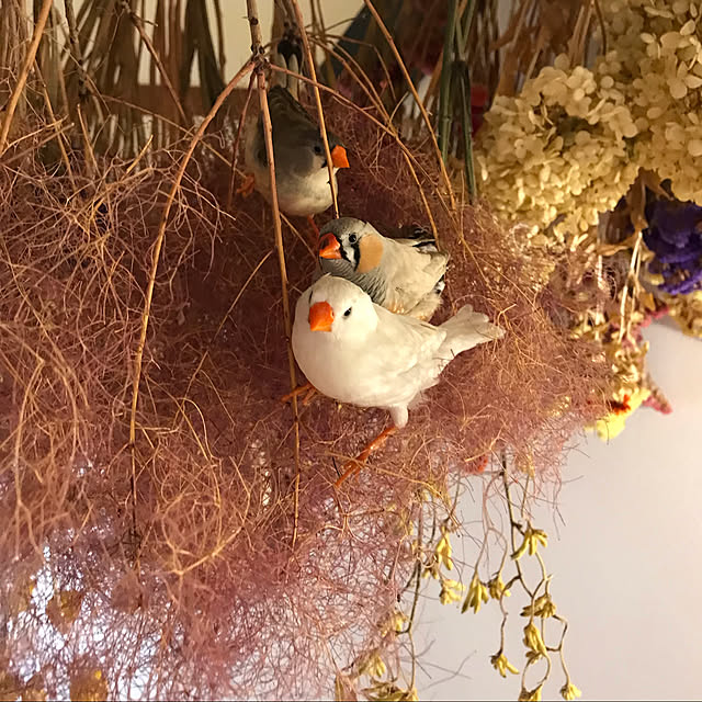 izumoanさんの実例写真