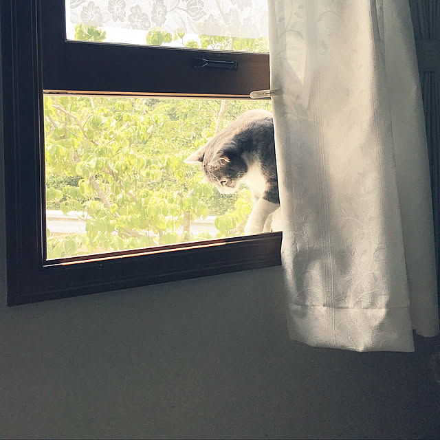 好きな物に囲まれて暮らす♡/猫/壁/天井のインテリア実例 - 2019-06-25 12:57:50