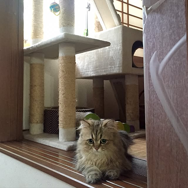butachanさんの実例写真